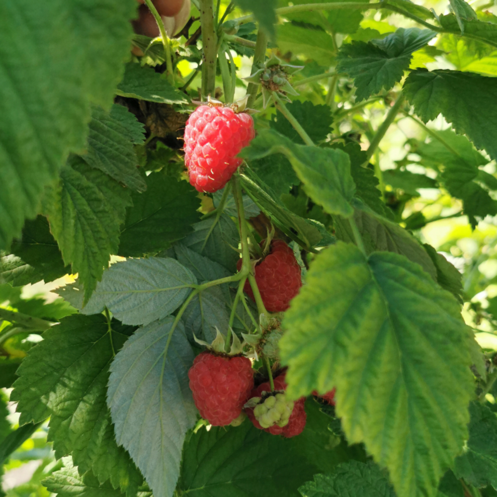 Framboisier meeker - rubus idaeus meeker 50/60cm