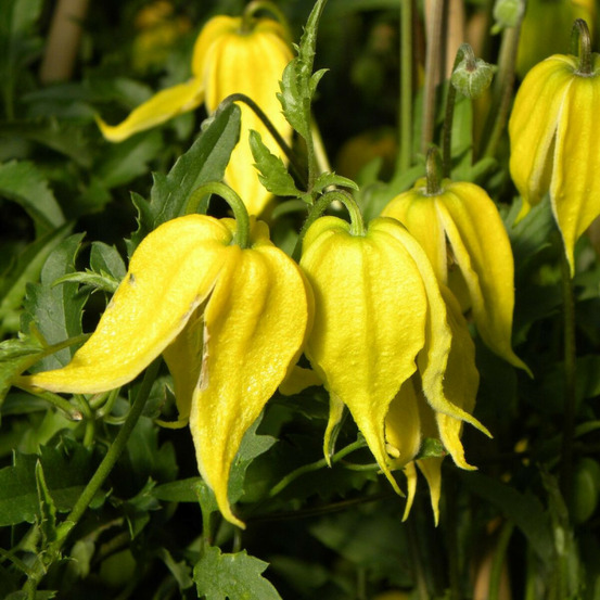 Clématite tangutica godet - 5/20 cm
