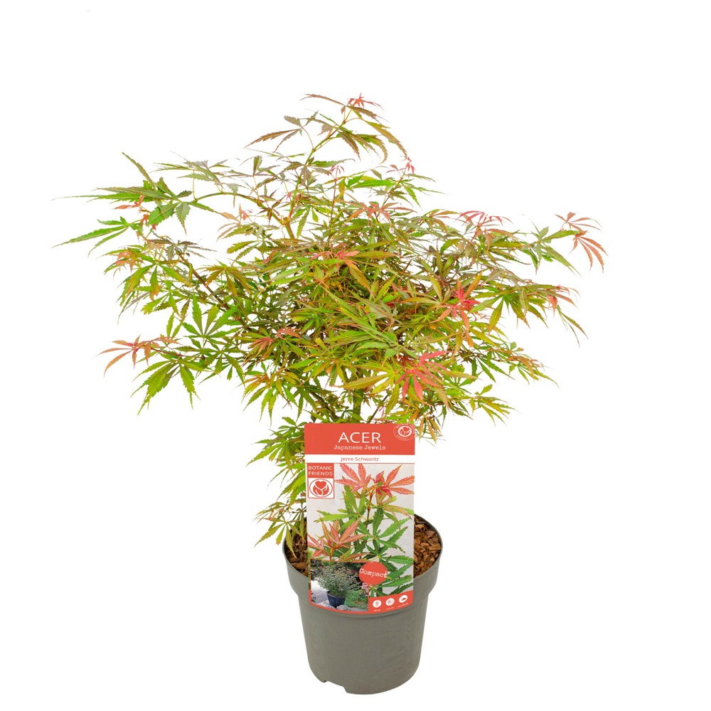 Acer palm. 'orange dream' une variante:paume d'acer. 'rêve orange' - ?30cm - ø15cm
