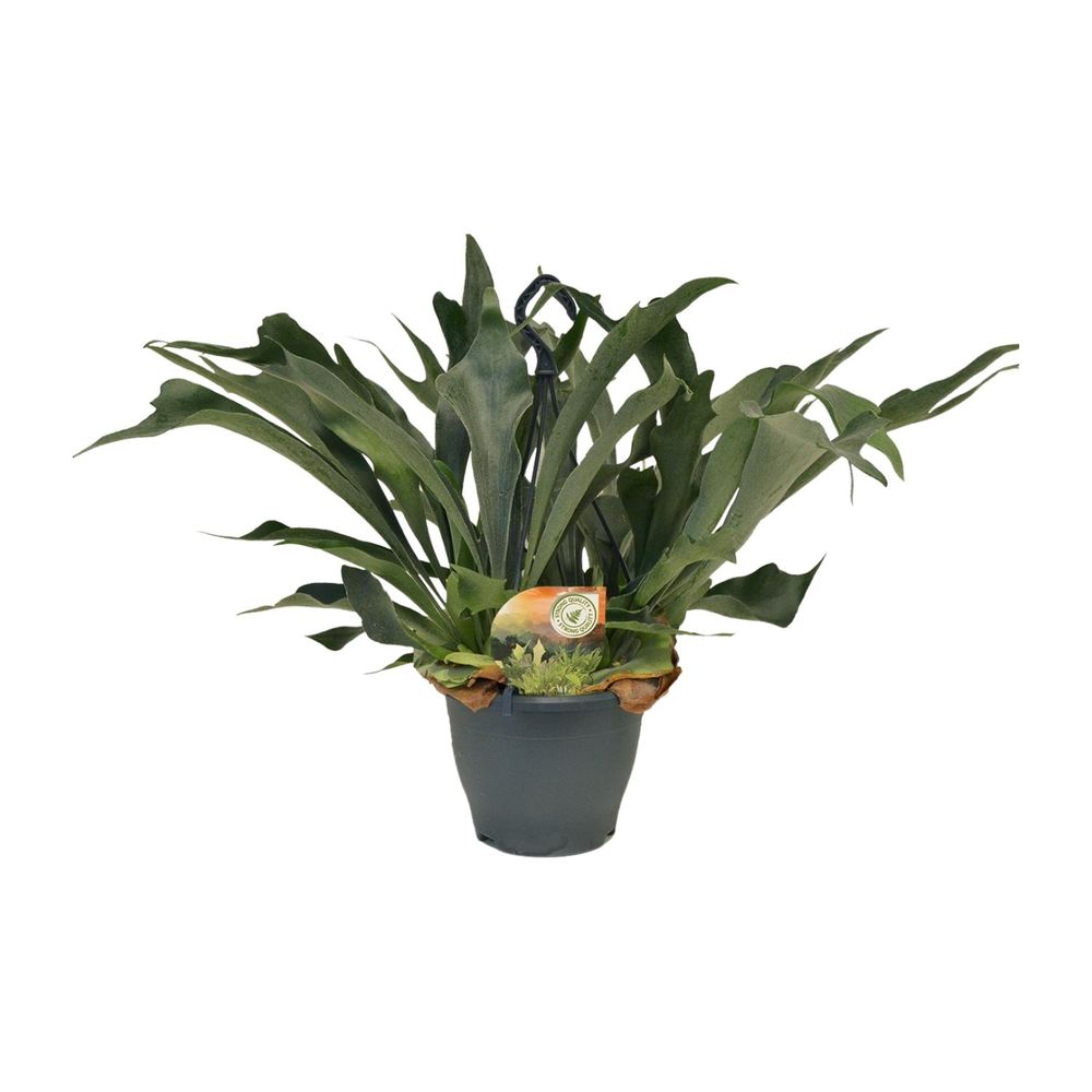 Platycerium bifurcatum - ø21cm - ↕50cm - plantes d'intérieur