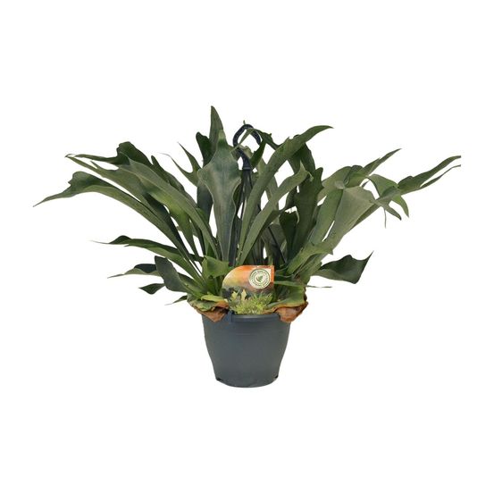 Platycerium bifurcatum - ø21cm - ↕50cm - plantes d'intérieur