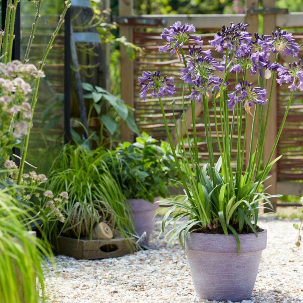 Agapanthe everpanthus® poppin' purple® 'mp003' godet