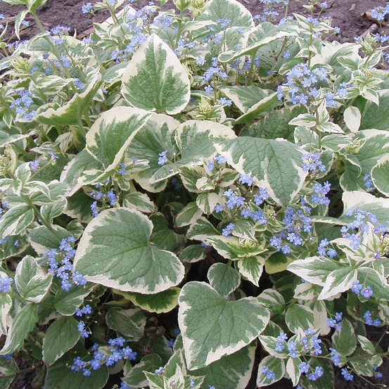 6 x buglosse de sibérie - brunnera macrophylla 'variegata' - godet 9cm x 9cm