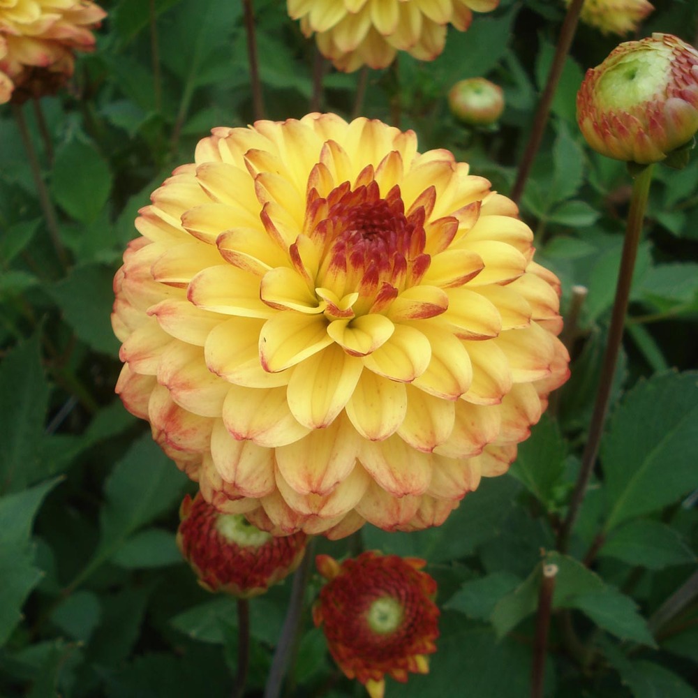 Dahlia nain double 'icoon' bulbe calibre i
