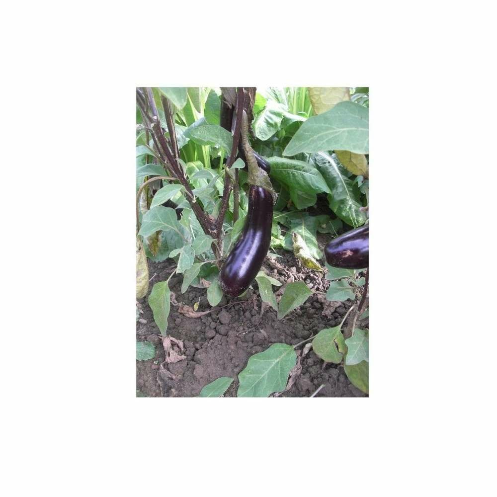 Aubergine HYB F1 Baluroi