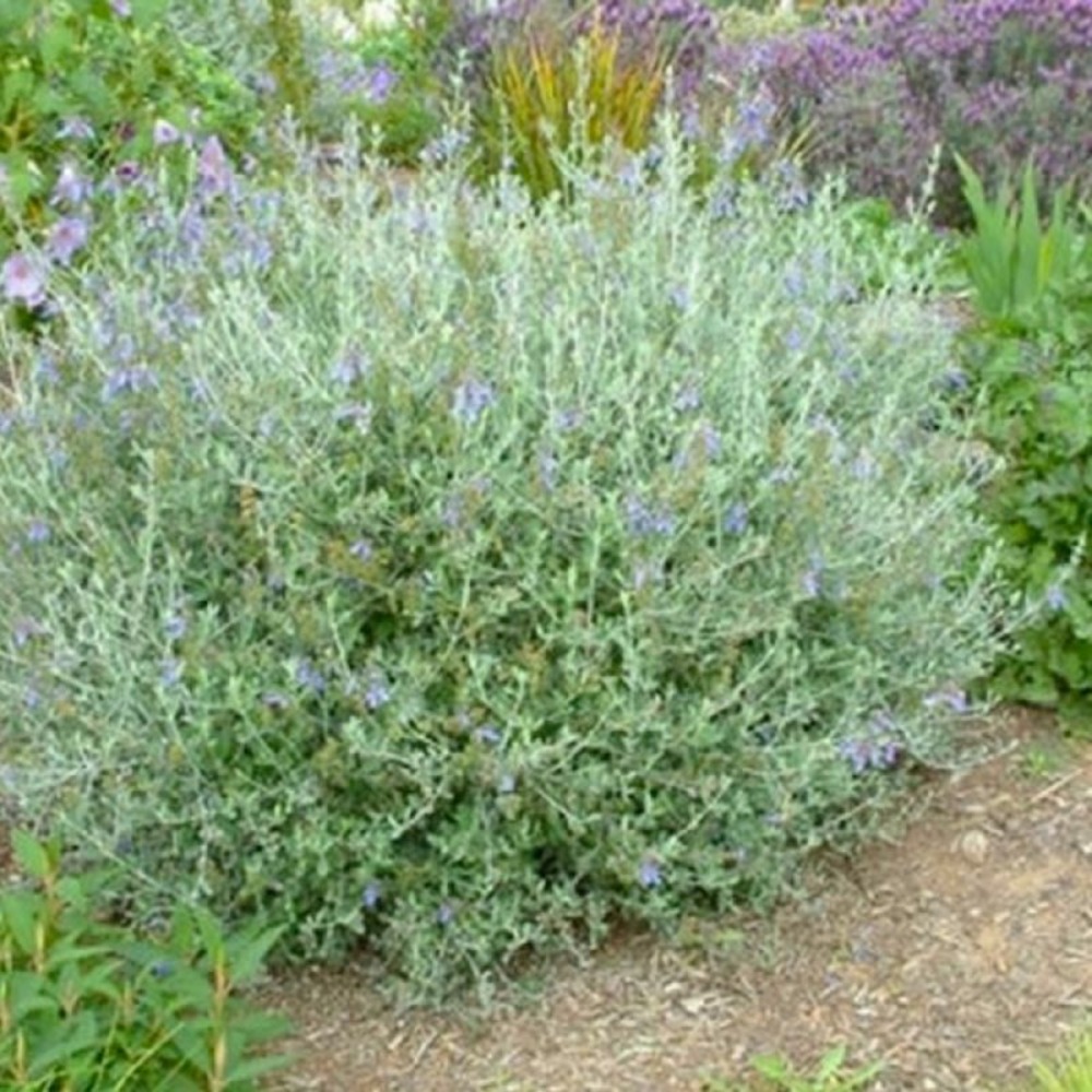 Germandrée arbustive (teucrium fruticans)
