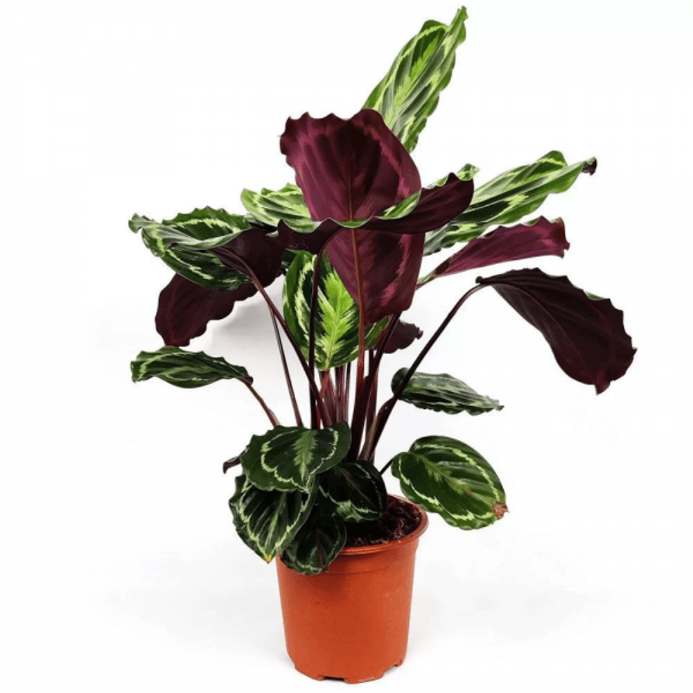 Calathea mix h-60/80cm