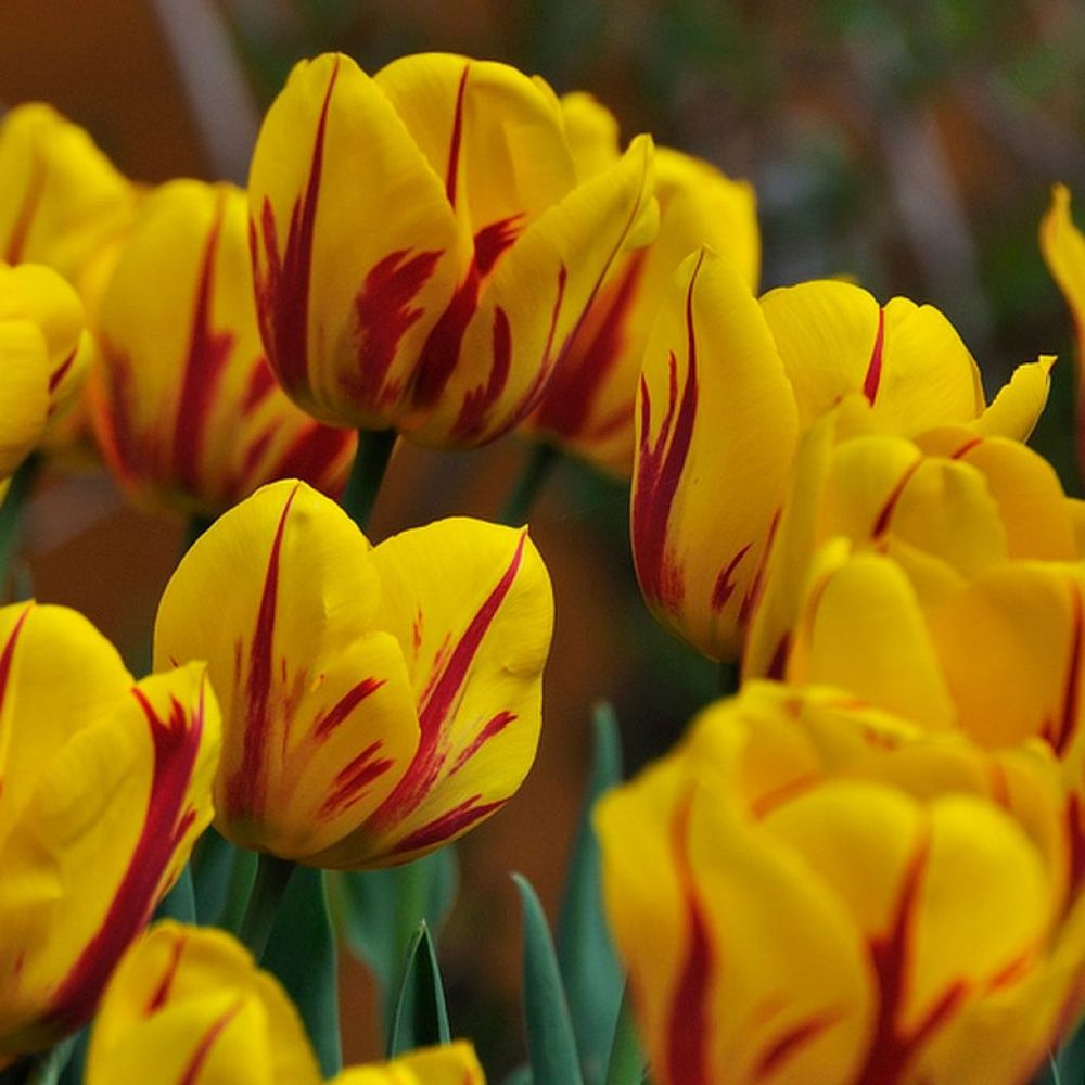 Tulipe de darwin 'juliette' bulbe calibre 11/12 (par 10)
