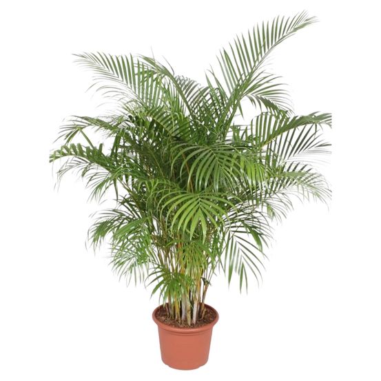 Dypsis lutescens - plantes d'intérieur