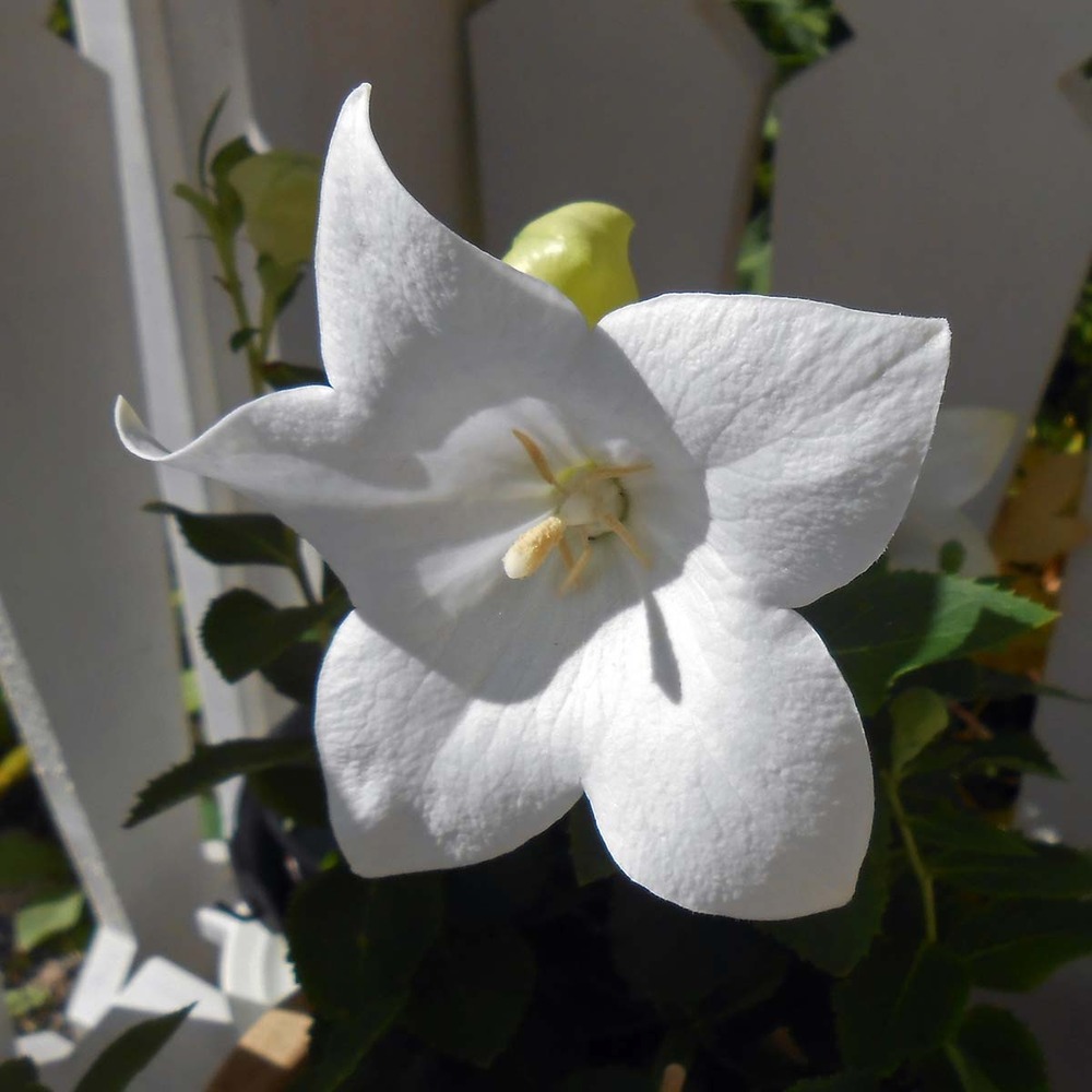 Platycodon 'astra white' pot de 2l/3l