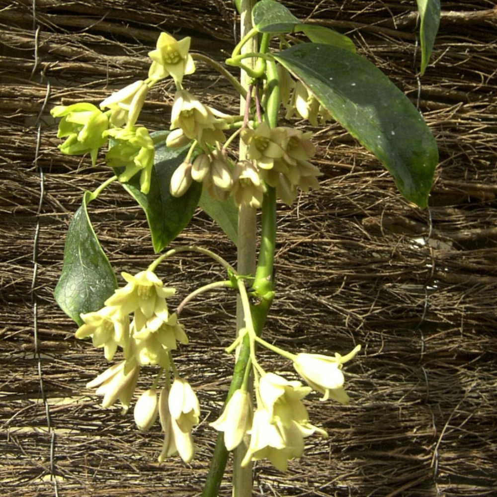 Holboellia coriacea pot de 3l - echelle bambou 60/120 cm
