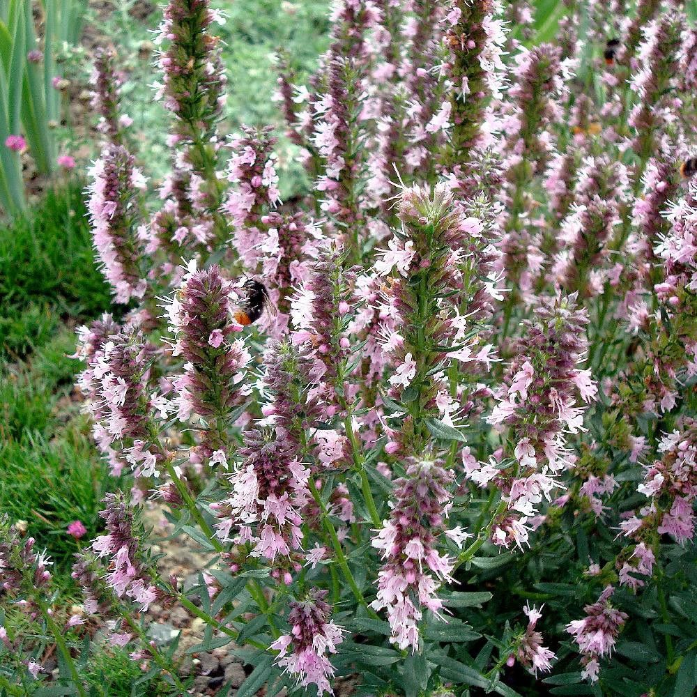 Hysope à fleur rose lot de 3 godets