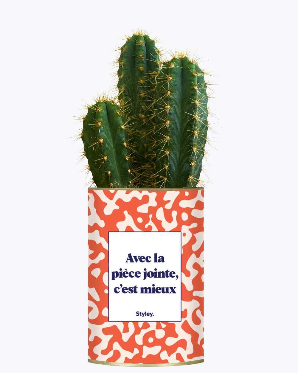 Plante facile à entretenir - avec la pièce jointe - cactus