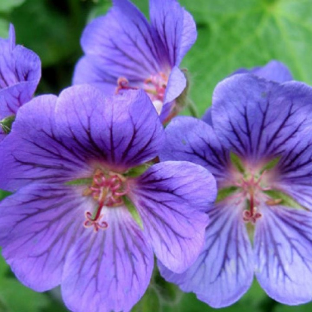 6 x géranium vivace 'blue blood' - geranium 'blue blood' - godet 9cm x ...