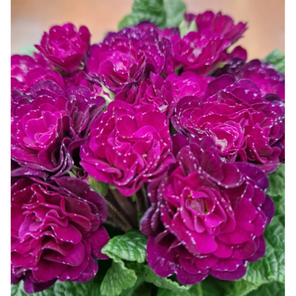 Primevère double belarina 'beaujolais' pot de 10.5 cm