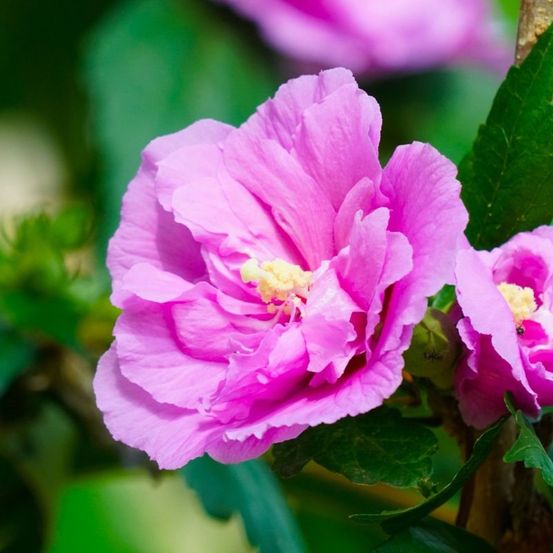 Hibiscus syriacus 'ardens' (hibiscus syriacus 'ardens')