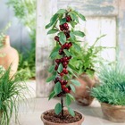 Mini-cerisier sylvia, le pot / ø 9cm / hauteur livrée 50-70cm