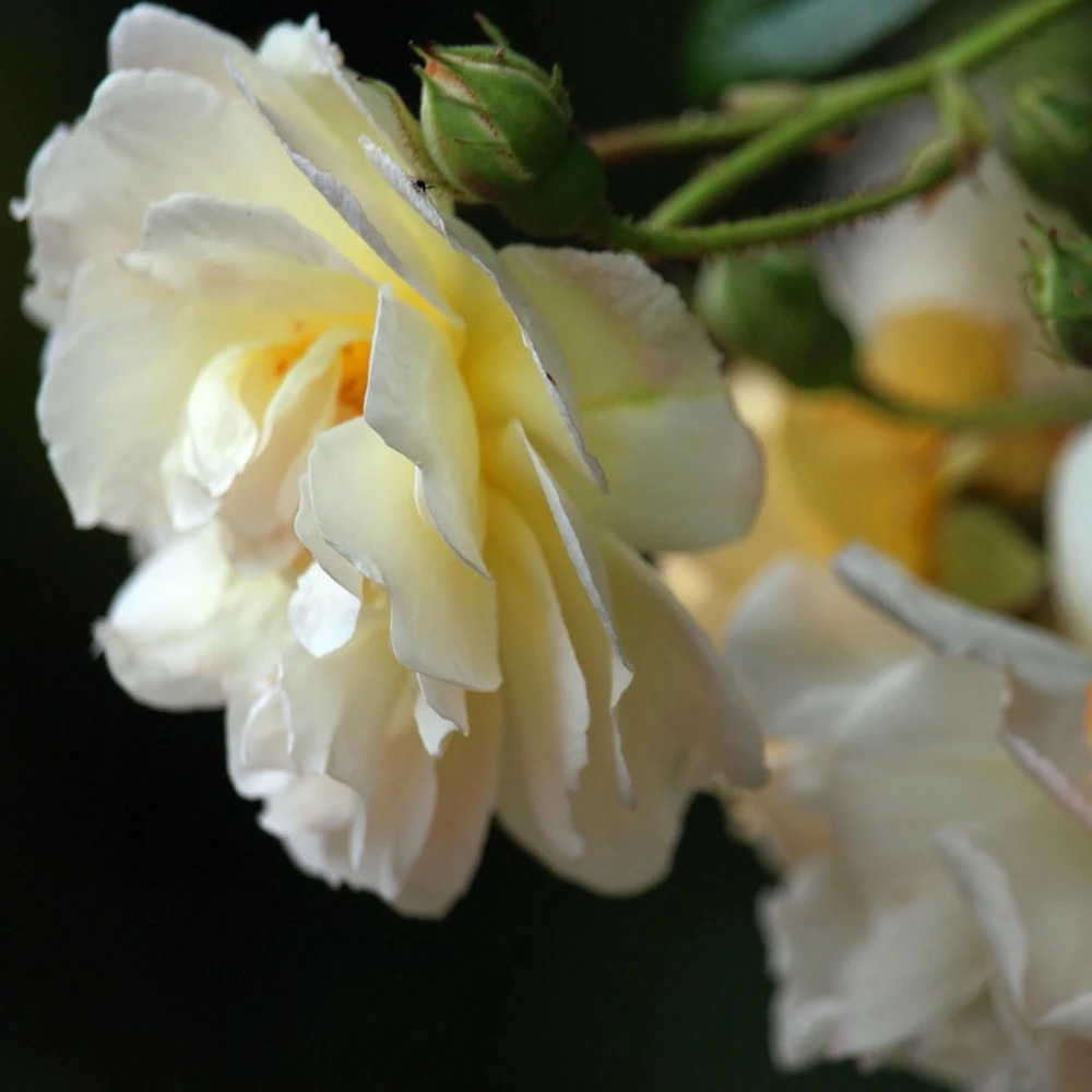 Rosier liane albéric barbier/[-]pot de 15l - 100/150 cm à fleurs blanche - feuillage caduc - port grimpantpot de 15l
