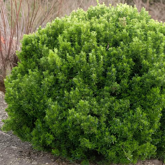 Fusain du japon microphyllus - le pot / ø 9cm