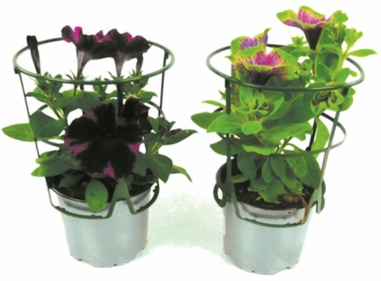 Pétunia de bouture retombant pot 10,5 cm