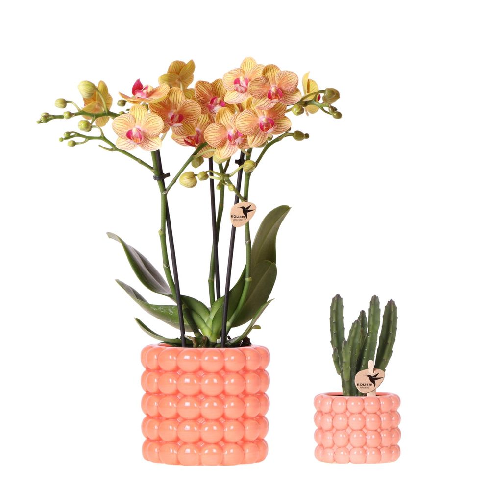 Orchidée phalaenopsis 'jamaica' orange (phalaenopsis) - set avec plante grasse et cache-pots décoratifs - plantes d'intérieur