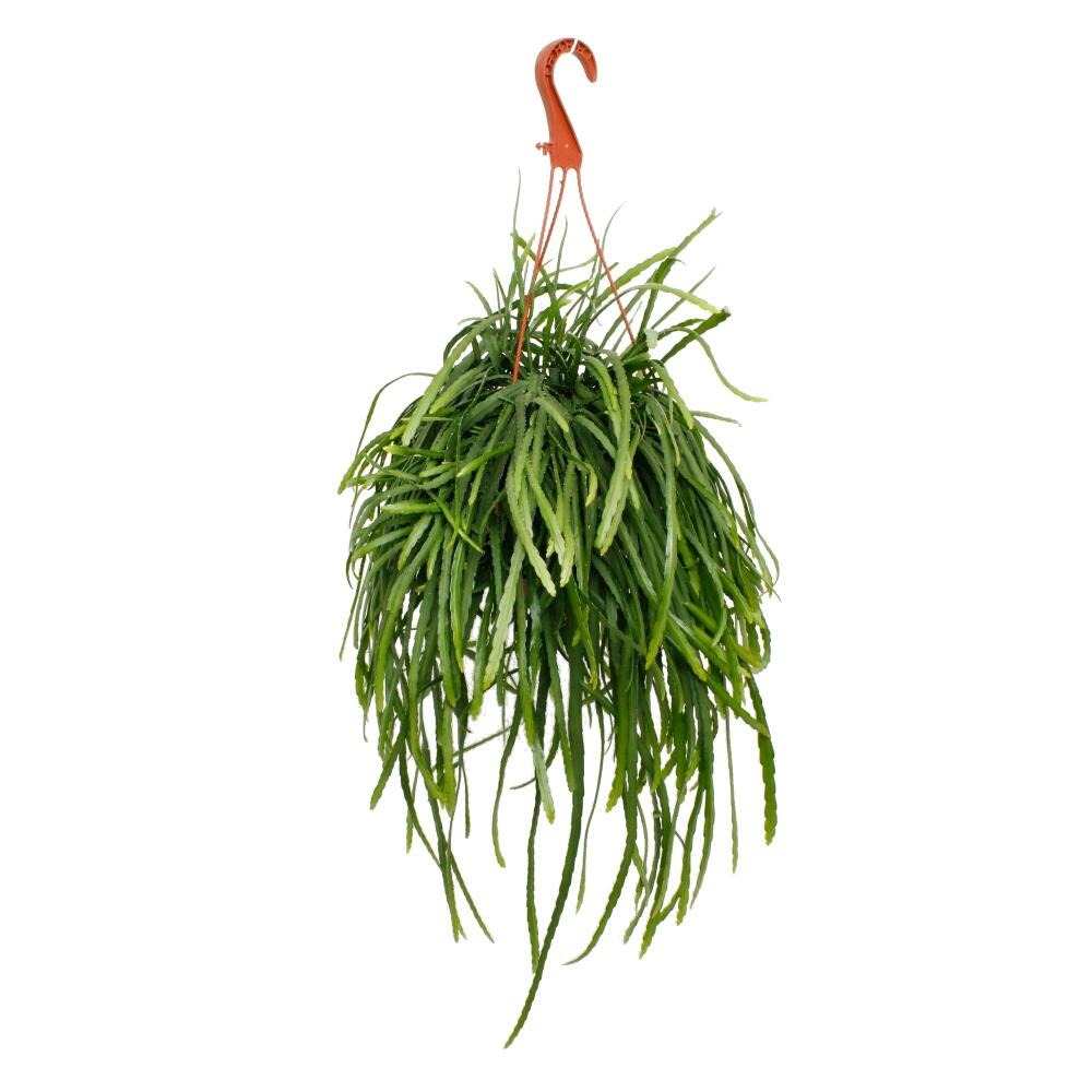 Lepismium bolivianum - pfeiffera - cactus à feuilles sans épines - pot ampoule 17cm