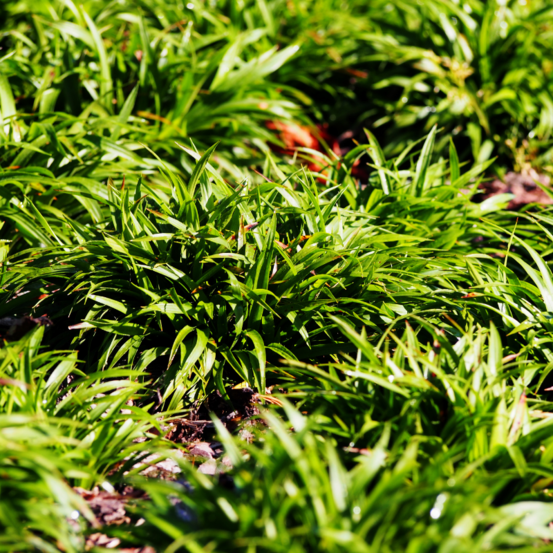 Luzule des bois - luzula sylvatica 20/25cm pot 3l