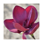 Magnolia black tulip® 'jurmag1'/magnolia x black tulip® 'jurmag1'[-]pot de 15l - 150/200