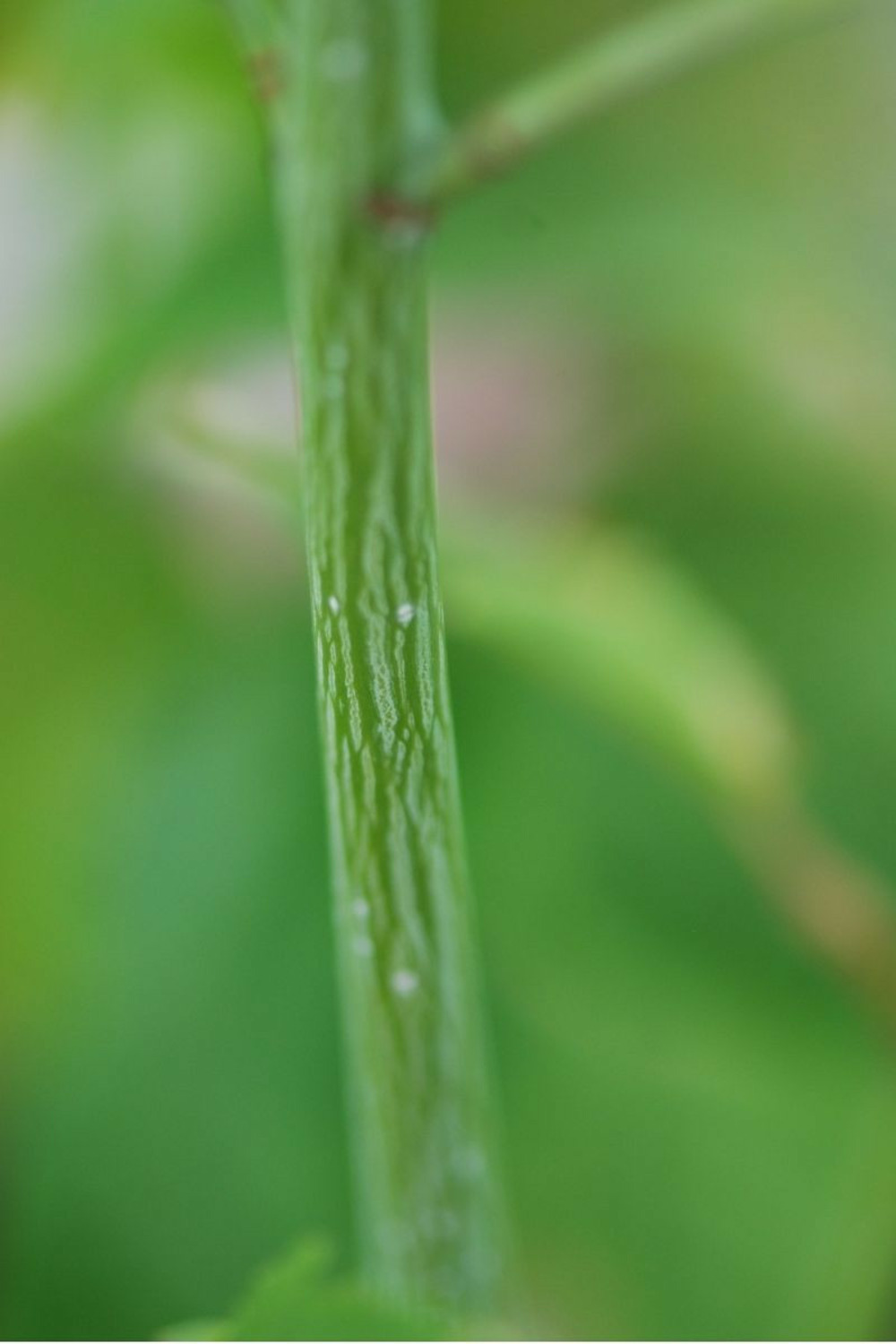 Érable à peau de serpent - en pot de 3 litres