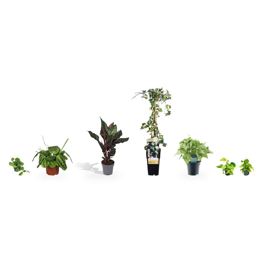 Collection feuillages panachés - 7 plantes graphiques