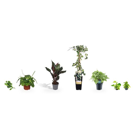 Collection feuillages panachés - 7 plantes graphiques