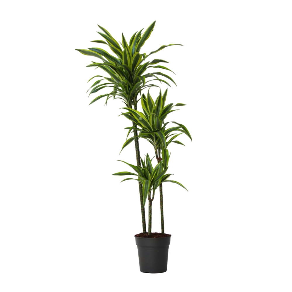 Dragonnier - dracaena 'lemon lime' - hauteur 130-140cm - ⌀24cm