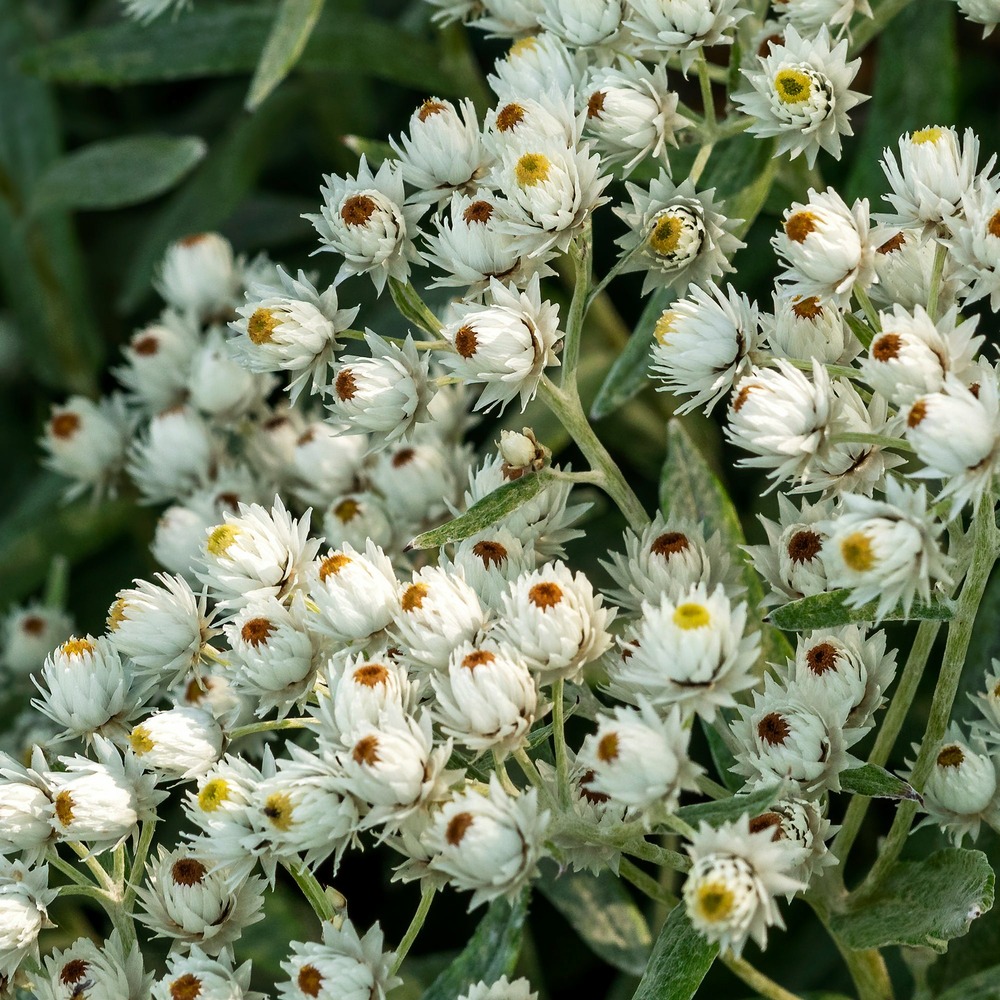Immortelle de l'himalaya sommerschnee - le pot / ø 9cm