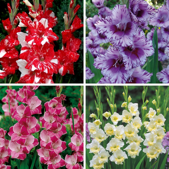 Offre speciale glaieuls - 40 bulbes