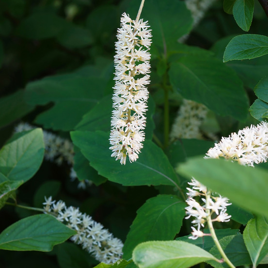 Itéa de virginie 'love child' pot de 2l/3l