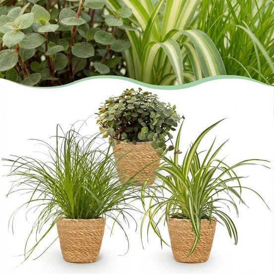 Cyperus - calissia - chlorophytum - pet-friendly - pot de 12cm - hauteur 20cm - plantes d'intérieur