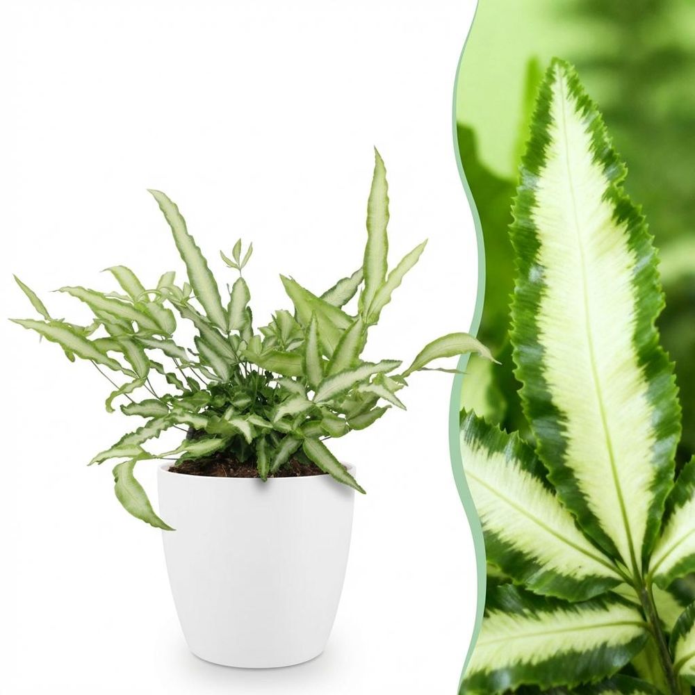Pteris cretica albolineata - pet-friendly - plante fougère - pot de 12cm - hauteur 20-30cm - plantes d'intérieur