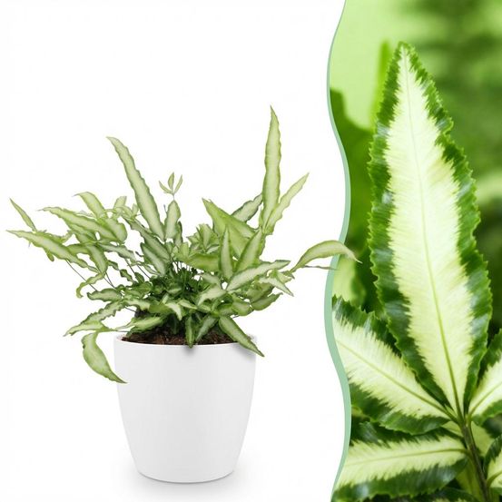 Pteris cretica albolineata - pet-friendly - plante fougère - pot de 12cm - hauteur 20-30cm - plantes d'intérieur
