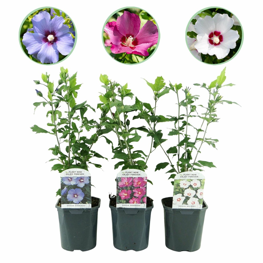 Hibiscus syriacus tricolour – lot de 3 – hauteur 45 cm