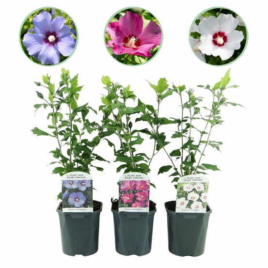 Hibiscus syriacus tricolour – lot de 3 – hauteur 45 cm