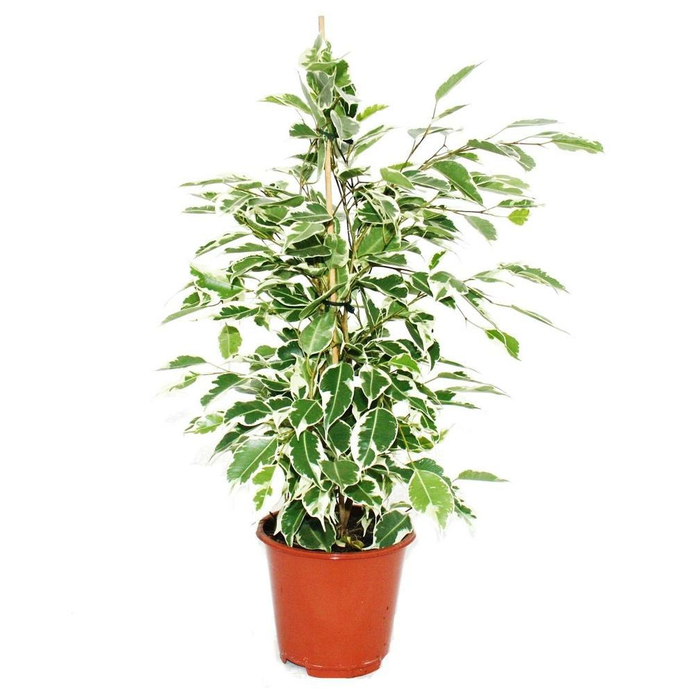 Ficus benjamini 