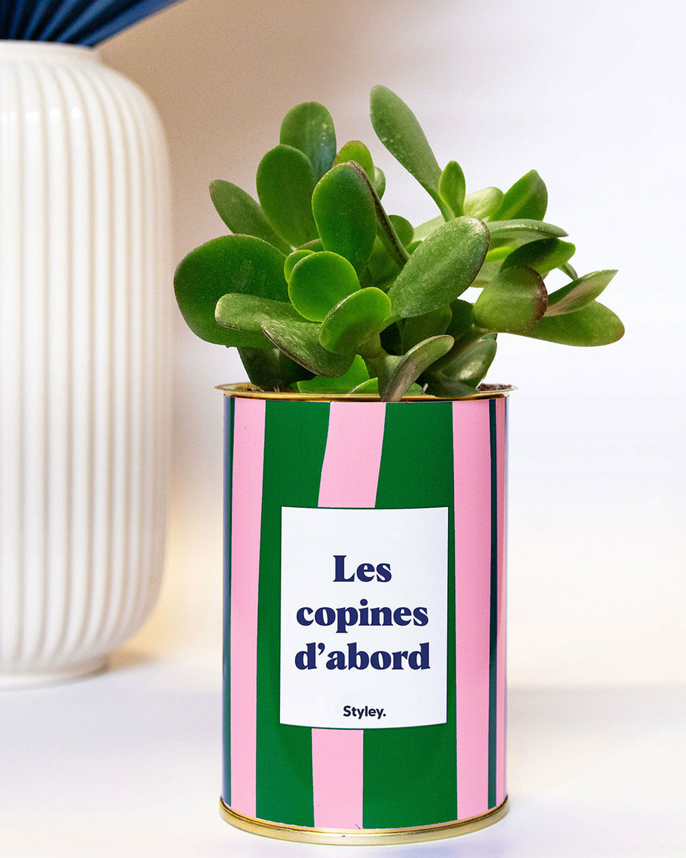 Plante à message - les copines d'abord - pot à rayures - plante grasse