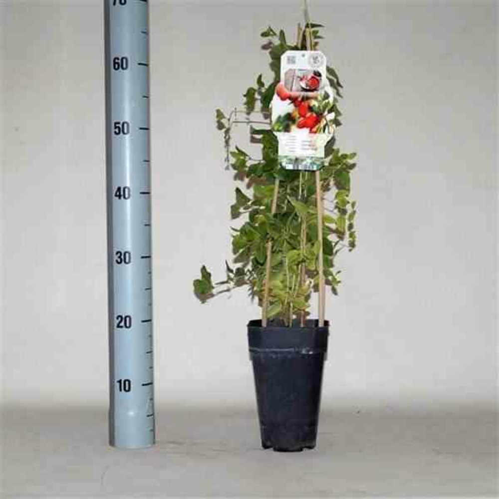 Lycium barbarum (goji) pot de 2 litres - 50/70 cm