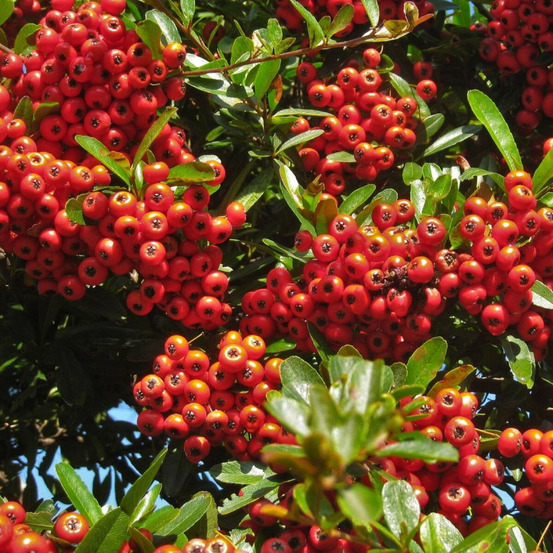 Buisson ardent orange glow, pyracantha pot de 7,5l - 100/150 cm