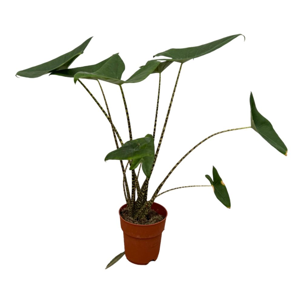 Alocasia zebrina - plantes d'intérieur
