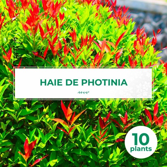 Kit haie Photinia fraseri 'Red Robin'