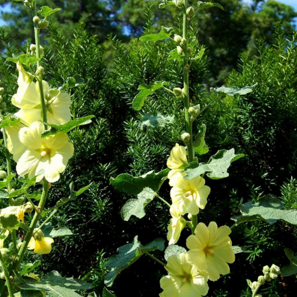 Rose trémière russe godet - 5/20 cm