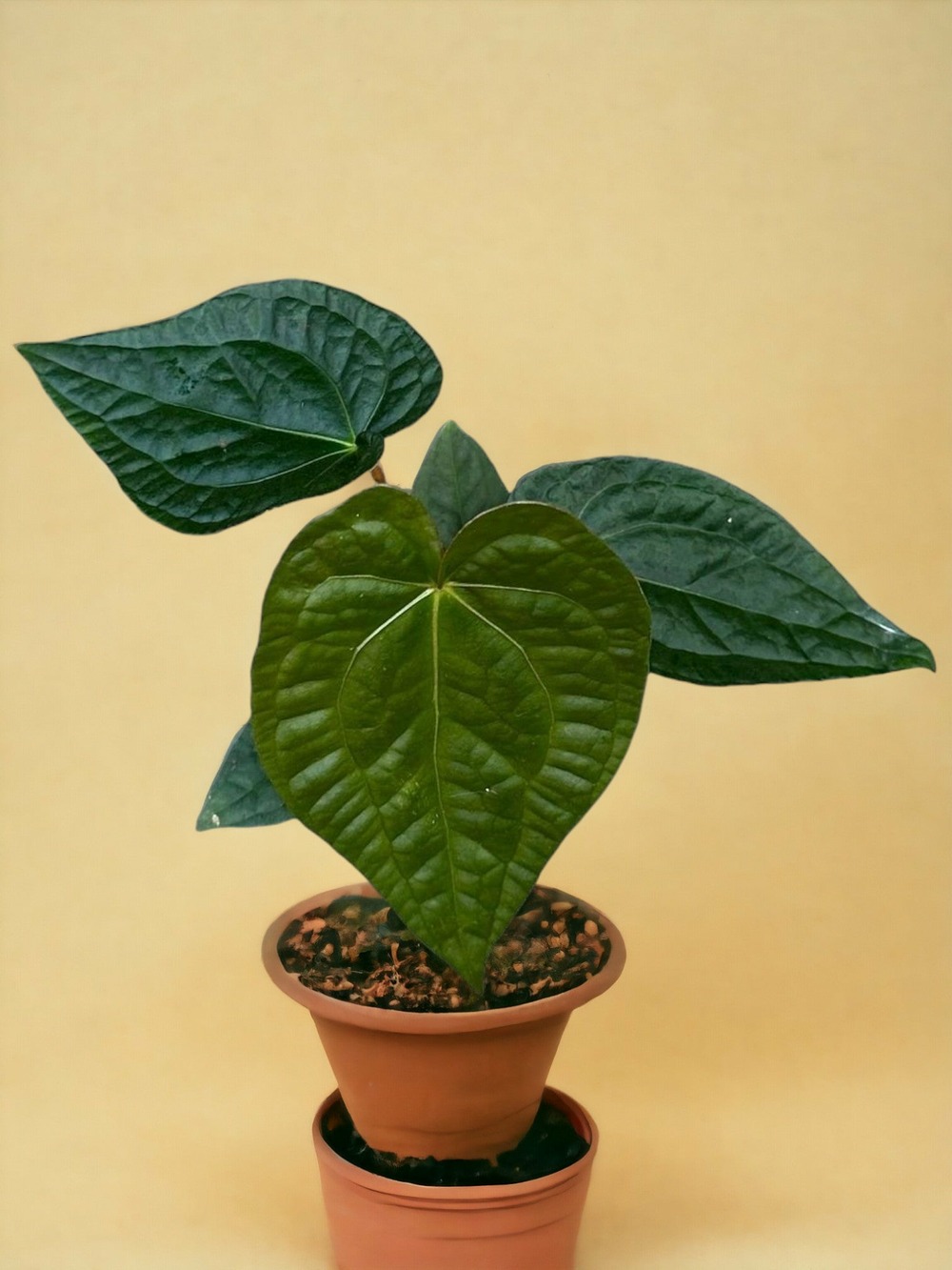 Anthurium magnificum x luxurians