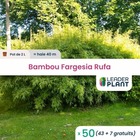 50 x bambou fargesia campbell en pot de 2 l