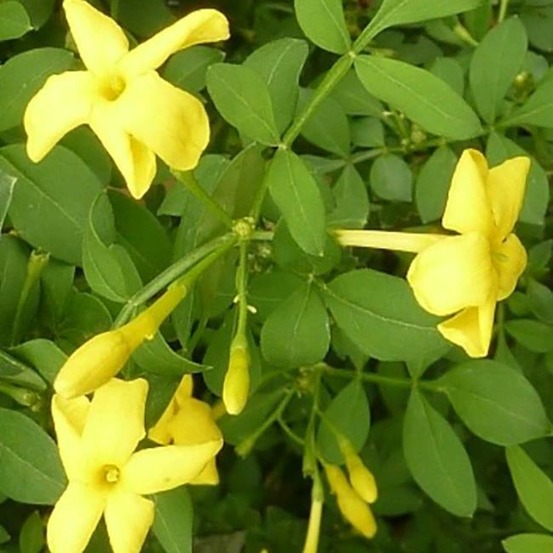 Jasmin d'italie 'revolutum' - jasminum humile 3l - 60/90cm